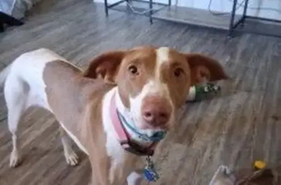 Lost Dog: Roxanne - Tan & White, Norman