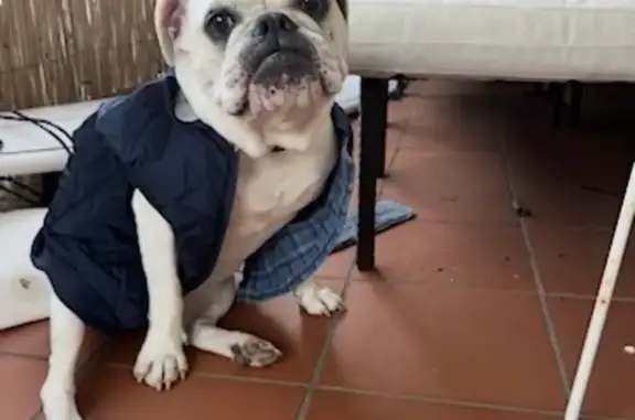 Lost Aussie Bulldog: Help Find Loki!