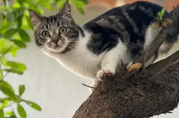 Animaux perdus La Garde, photo: Chatte perdue à La Garde, rue du Four-Vieux