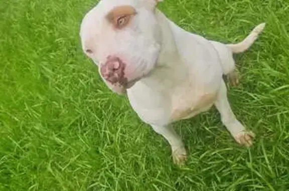 Lost pets Armadale, photo: Lost Dog: White with Brown Spot, Armadale