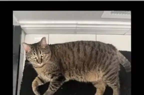 Missing cat Louisville, photo: Lost Cat in Abington Ridge, Louisville