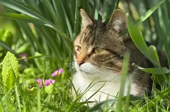 Animaux perdus , photo: Chatte perdue à Parnes, rue Henri Monnier