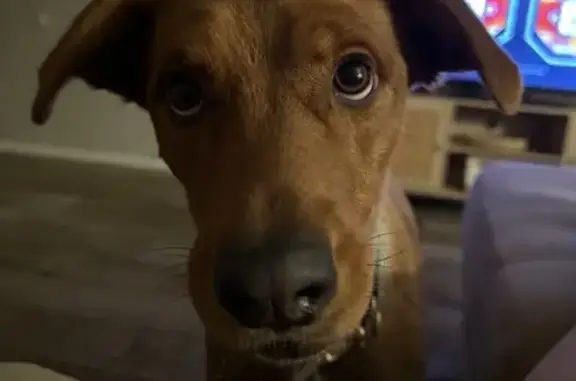 Lost pets Chandler, photo: Lost Dogs: Miel & Moo in Chandler