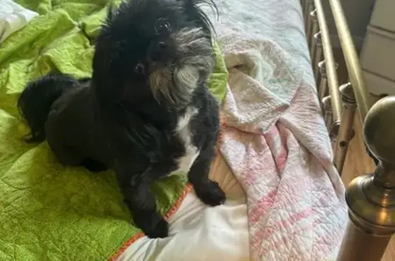 Lost Black Shih Tzu on Grandview Rd - photo