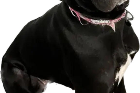 Lost Dog on Menahan St: Black & White