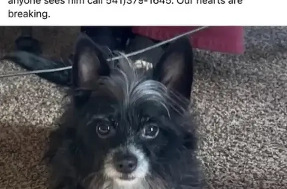 Lost Chihuahua/Terrier Mix on Jan 22 - photo