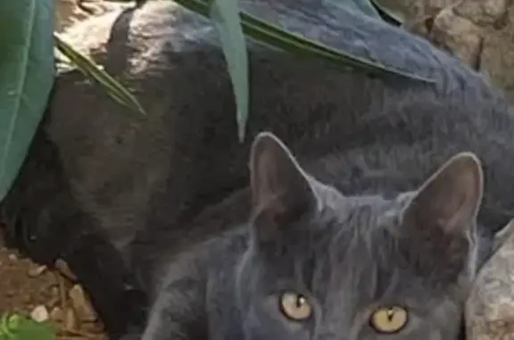 Chat perdu gris, yeux jaunes, queue longue - photo