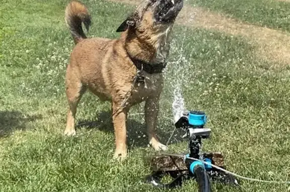 Help Find Chase: Lost Dog in Brant