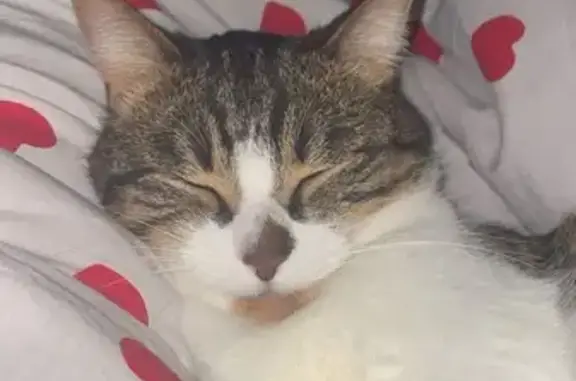 Chat perdu: Youki, tache nez, patte blanche - photo