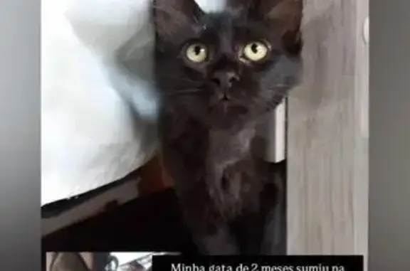 Ela é preta, meio marrom dependendo da luz, tem olhos amendoados verdes e é grande para 2 meses, peluda