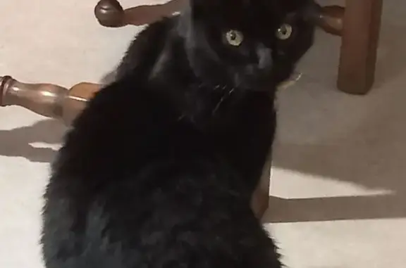 Chat perdu, Mont-Saxonnex, photo: Chat perdu à Mont-Saxonnex : Astérix, 15 ans