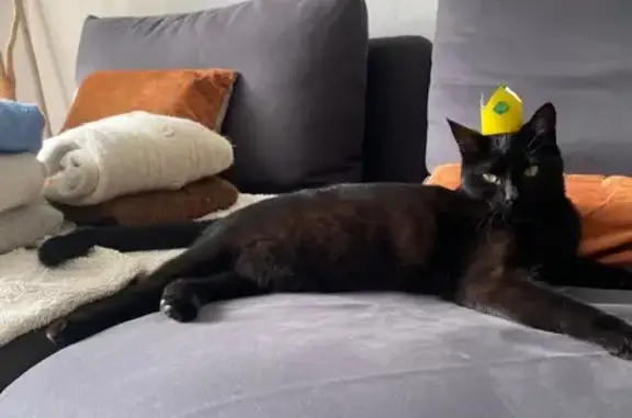Chatte perdue : Charlotte, noire et mince - photo