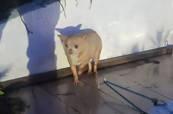 Animaux trouvés Thouaré-sur-Loire, photo: Chihuahua beige trouvé à Thouaré-sur-Loire