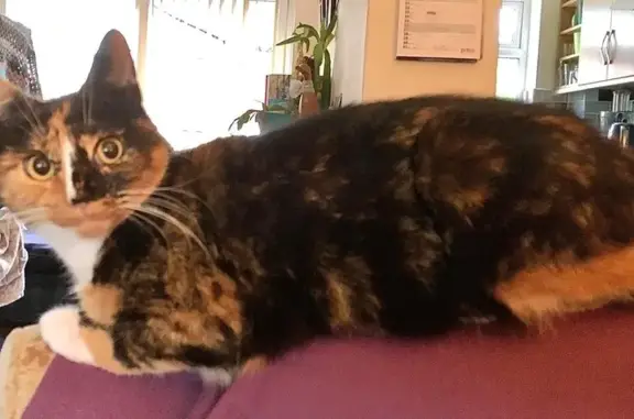 Lost Cat: Black, White & Ginger in Milford