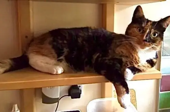 Lost pets , photo: Lost Multicolored Cat on Milford Rd, 41