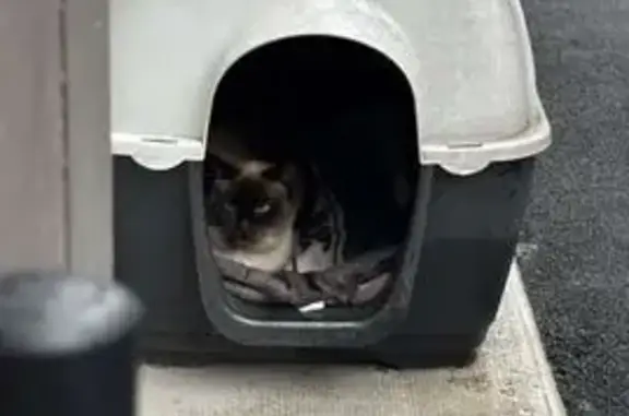 Animaux trouvés Argelès-Gazost, photo: Siamoise louche, sociable chiens, Ourout.