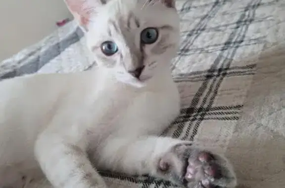 Lost Fawn Cat: Jerry with Blue...