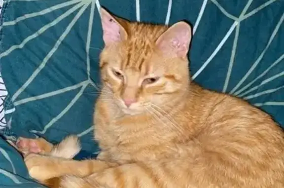 Animaux perdus Marck, photo: Chat perdu à Marck : Tigrou disparu