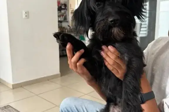 Perros perdidos, , foto: Se Busca: Perrita Negra con Collar Rosa