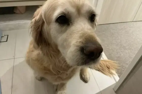 Lost pets Melbourne, photo: Help Find Peanut: Lost in Fawkner Park