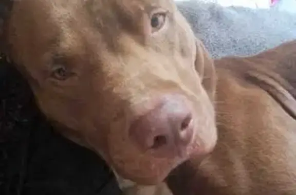 Cachorro perdido Macho (brl002218) - photo