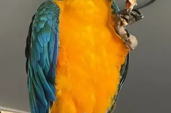 Lost pets Sydney, photo: Lost Macaw: Pacific Rd, Sydney