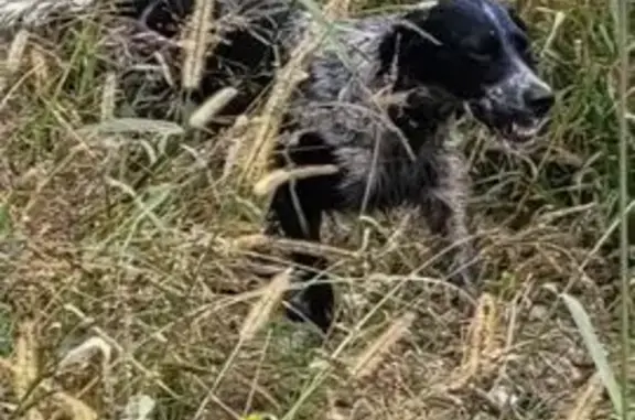 Setter anglais perdu à Lafitte-sur-Lot - photo