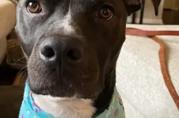 Lost Sweet Pitbull Mix Near Rebsamen Park