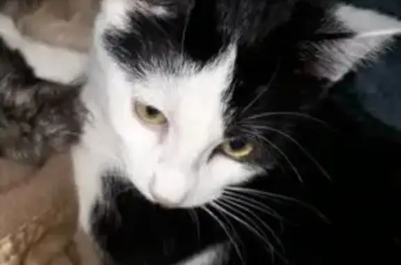 Animaux perdus , photo: Chat perdu à Chevagnes : Zoé, 5 mois