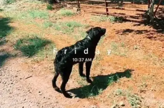 Lost Dog: Black & White, No Tail, Skittish