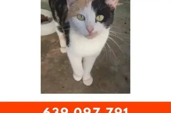 Buscamos a Gata Tricolor Perdida en Vilamarxant
