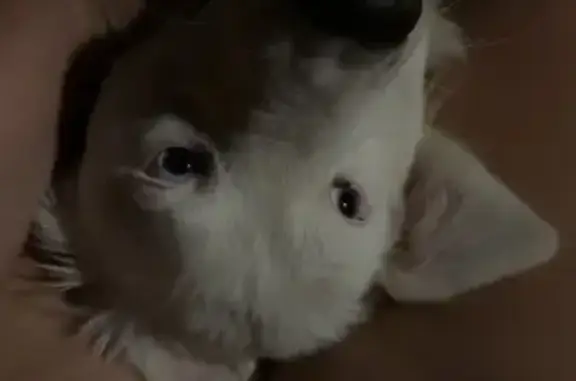 Missing dog Medford, photo: Lost Deaf Dog: Needs Meds, Blue Camo Collar