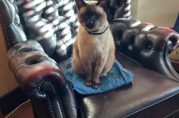 Lost Seal Point Siamese: Geoffrey