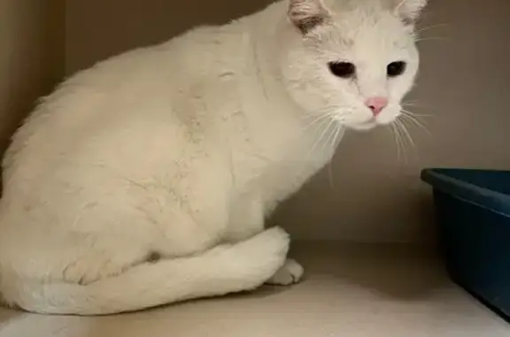 Sweet Senior Cat Found: Adopt...