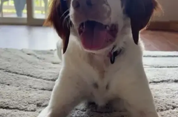 Lost Dog: White/Brown, Red Col...