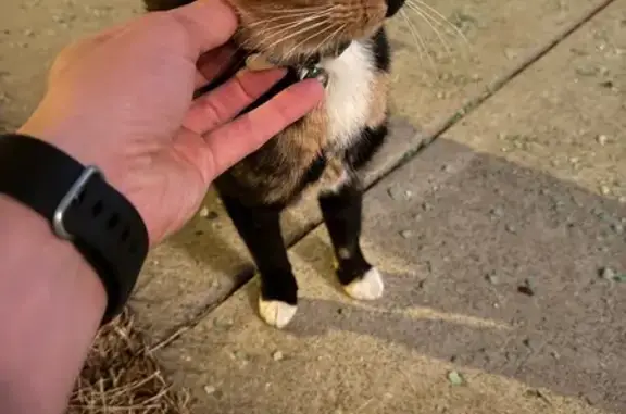 Found Young Cat: Black/Orange,...
