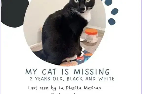 Help Find Mila: Lost Tuxedo Ca...