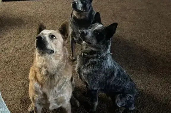Lost Red Heeler: Jake, Orange...