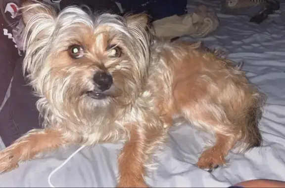 Lost Dog in Acro Cove, Memphis...