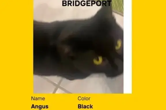 Lost Black Cat: Answers to Nam...