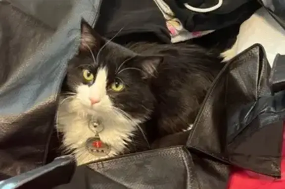 Lost Fluffy Tuxedo Cat in Snak...