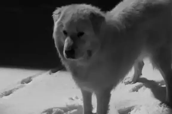 Lost Pyrador with Brown Freckl...