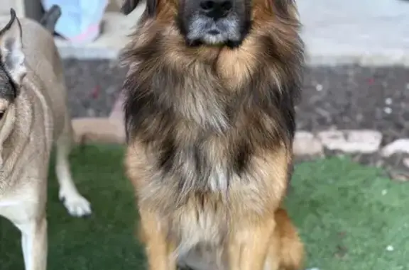 Lost Dog: Sweet Pup Missing in...