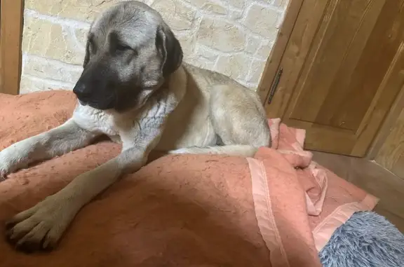 Animaux trouvés , photo: Chienne kangal trouvée à Saint-Maximin