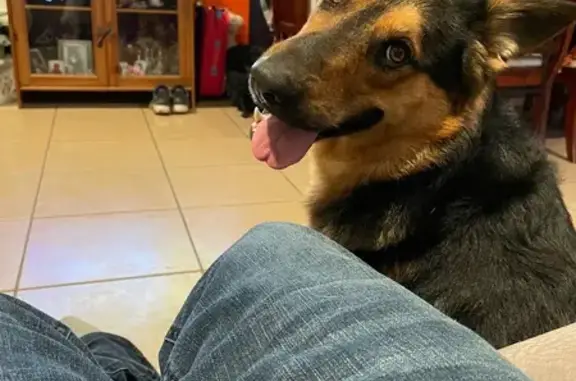 Lost Dog: White Nose, Teal Win...