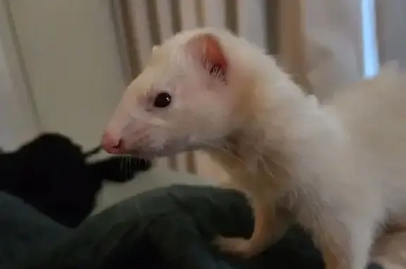 Lost pets Moonee Valley, photo: Missing Ferret: Ashoka on Carlyle St