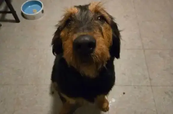 Found Airedale Terrier on Loui...