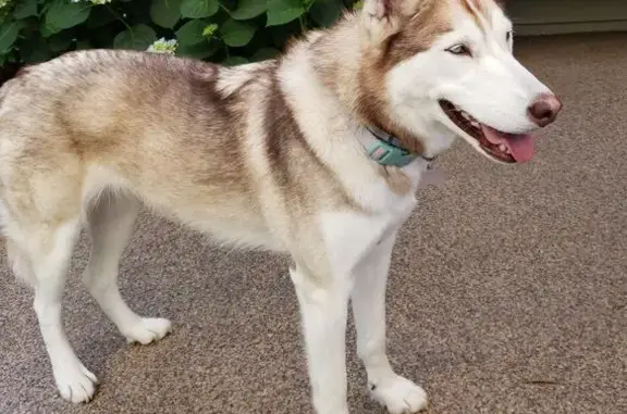 Lost Dog: Akela, Blue Eyes & P...