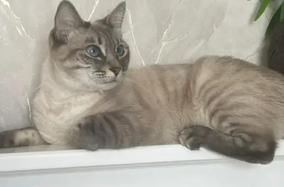 Gatos perdidos, Victoria de Durango, foto: Gata Perdida: Blanca y Gris en Durango