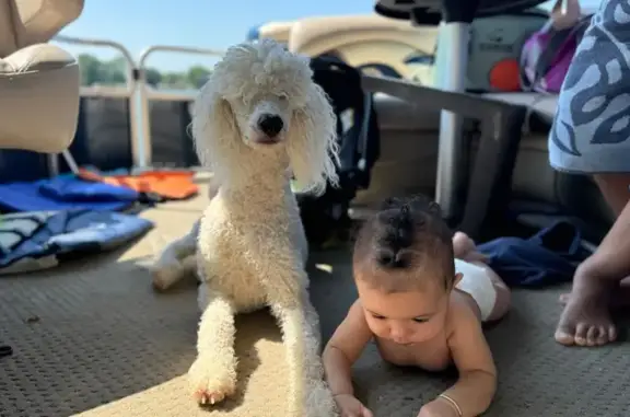 Lost White Poodle in Xmas Swea...